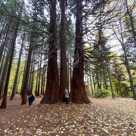 Apartment за гости 